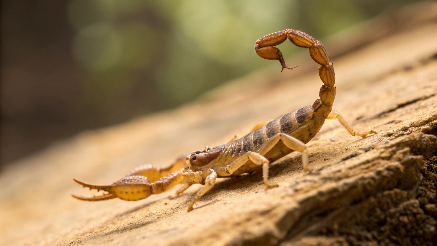 how long to leave tobacco on a sting Whiskey lullabies How Long Does a Scorpion