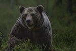 Surviving a Bear Encounter: Dos and Don'ts for Bear Country