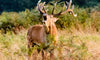 9 Hunting Accessories To Attract Bucks