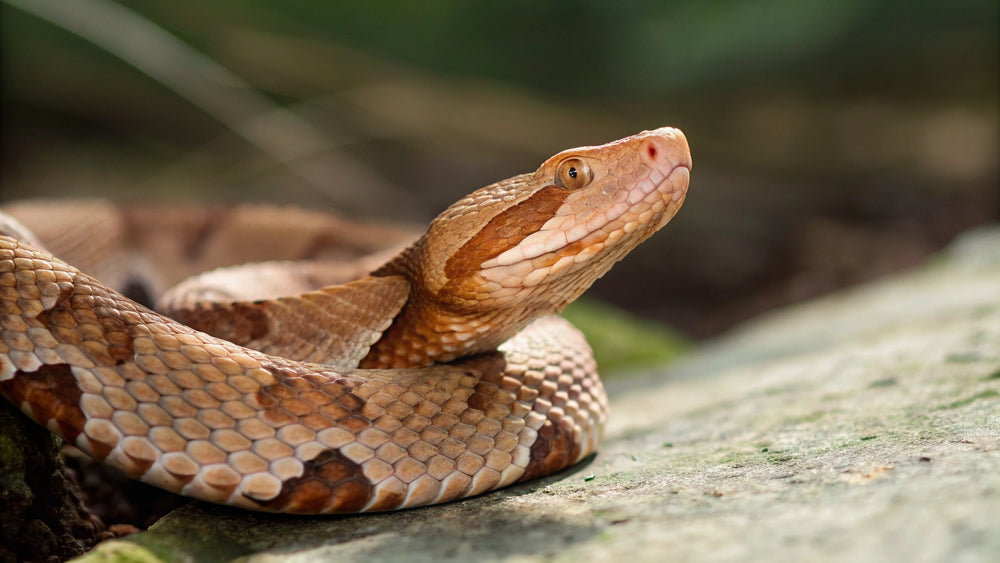 How Poisonous is a Copperhead Bite? Safety & Treatment - Battlbox.com