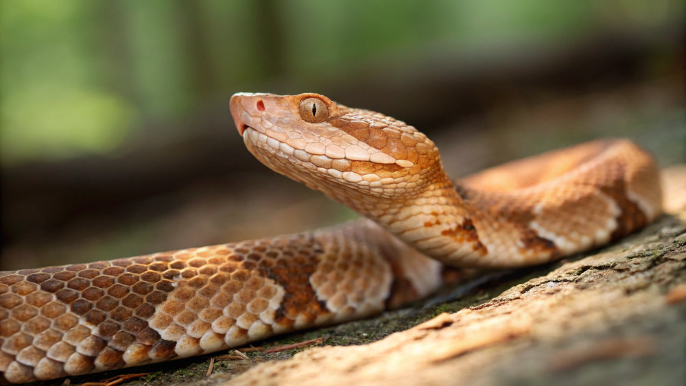 Copperhead Bite Pattern Copperhead Snake Bite Symptoms: How to Recognize the Signs - Battlbox.com
