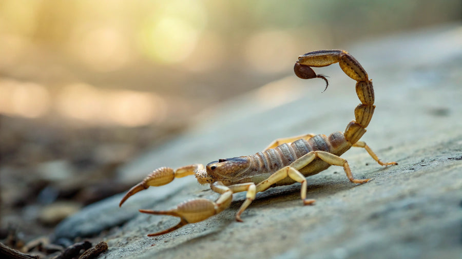 Scorpion Sting Symptoms: How to Identify Signs Quickly - Battlbox.com