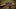 What is the Best .270 Rifle for Deer Hunting?